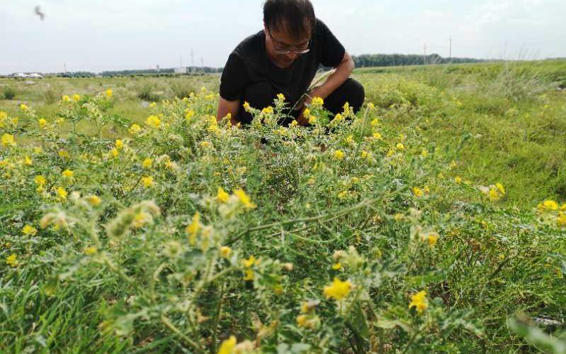 外侵物种黄花刺茄成片出现在吉林 对农作物动物均有害